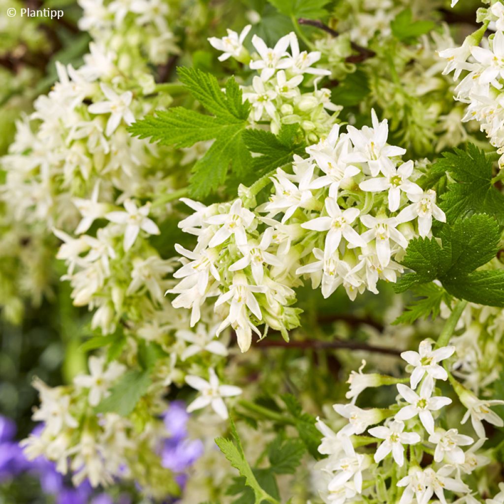 Ribes sanguigno Oregon Snowflake