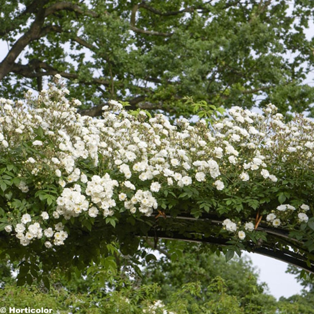 Rosa multiflora Seagull