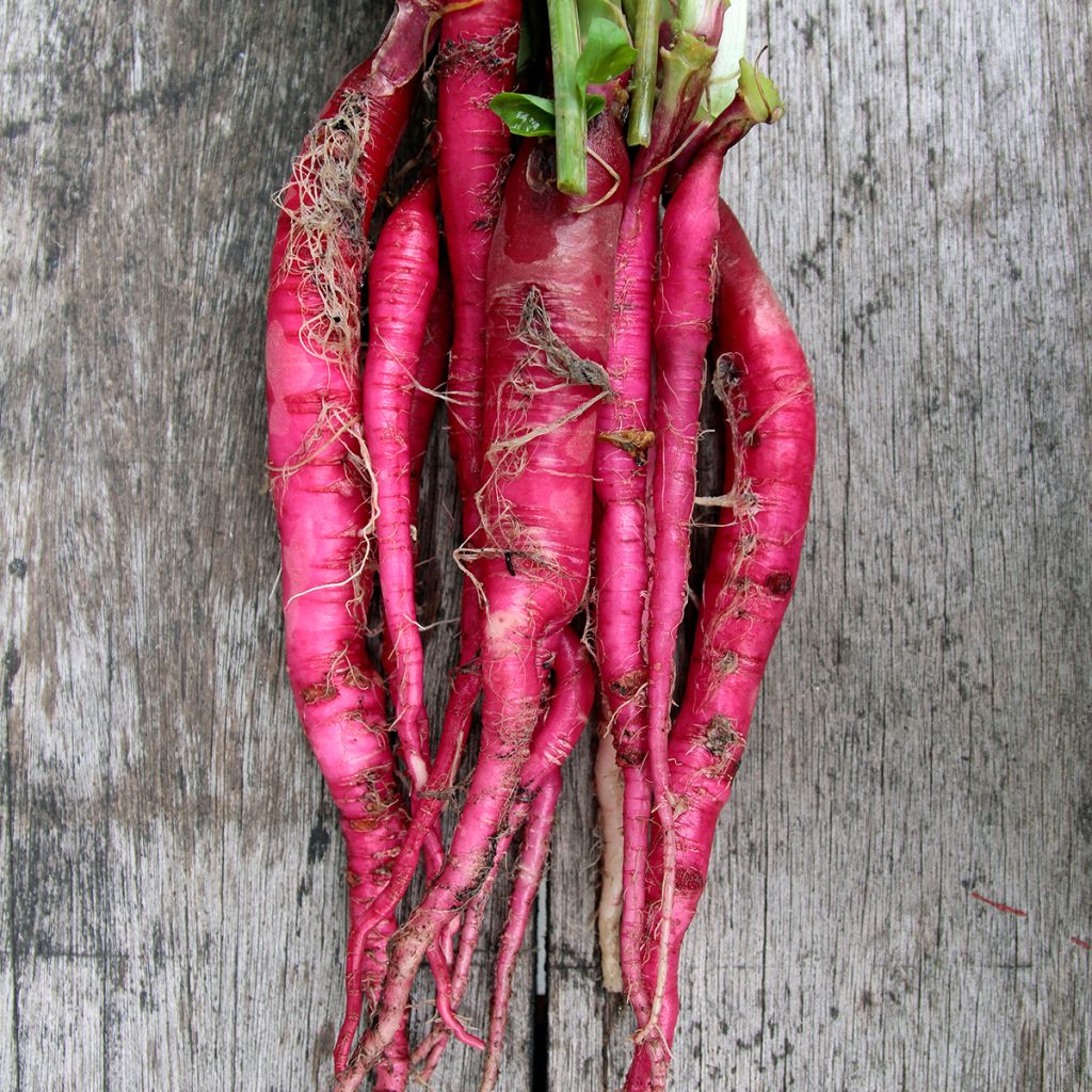 Ravanello Candela di Fuoco