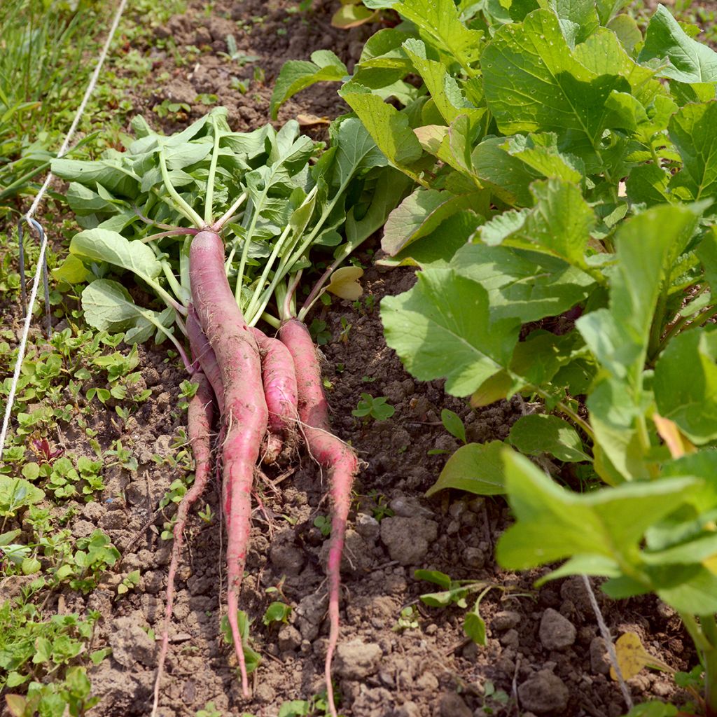 Ravanello Candela di Fuoco
