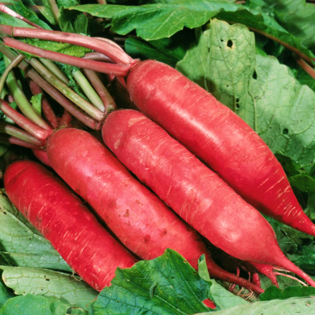 Ravanello Chinese Dragon F1