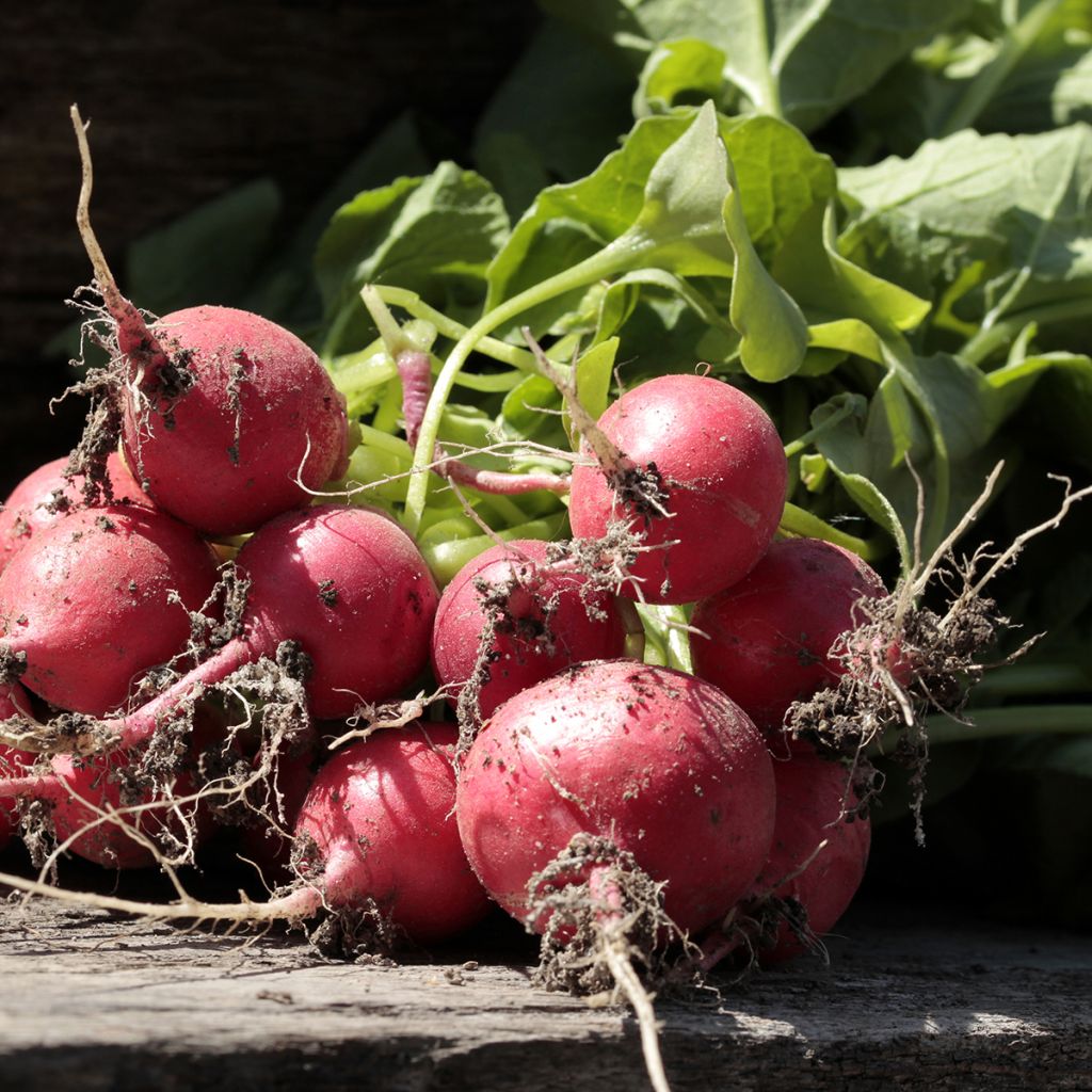 Ravanello Gigante rosso - Riesenbutter