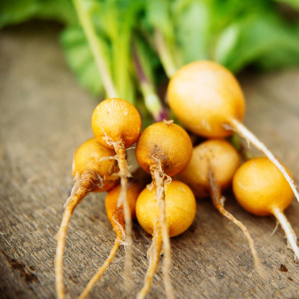 Ravanello Jaune d'or ovale (semi)