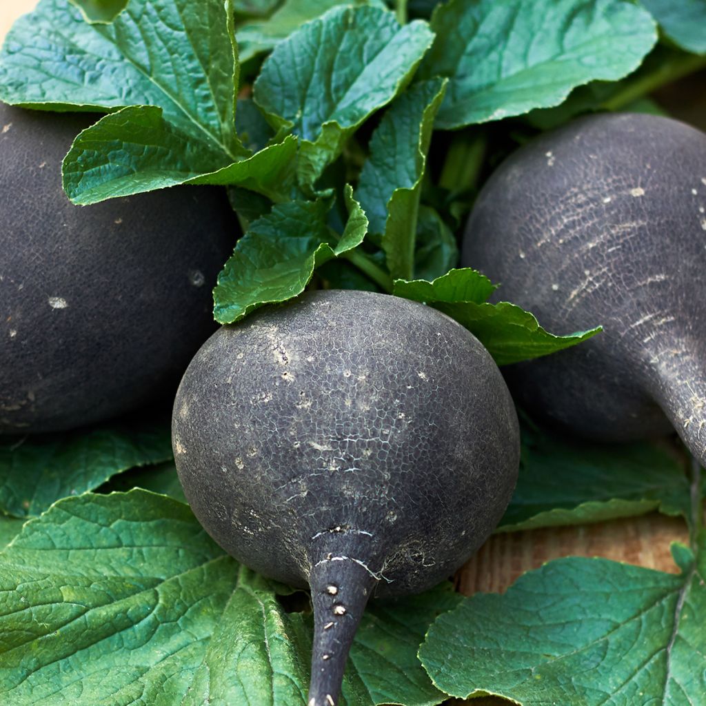 Ravanello Nero rapa tonda d'inverno