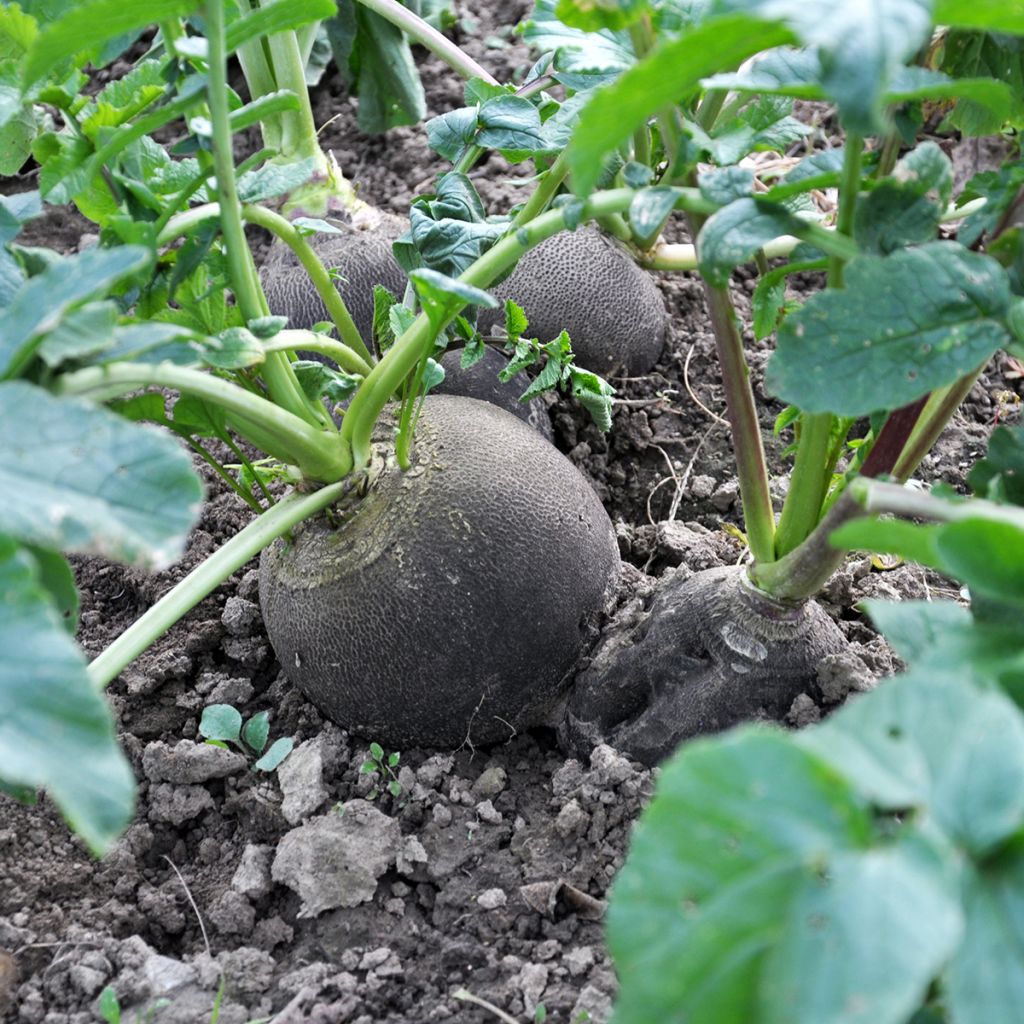 Ravanello Nero rapa tonda d'inverno