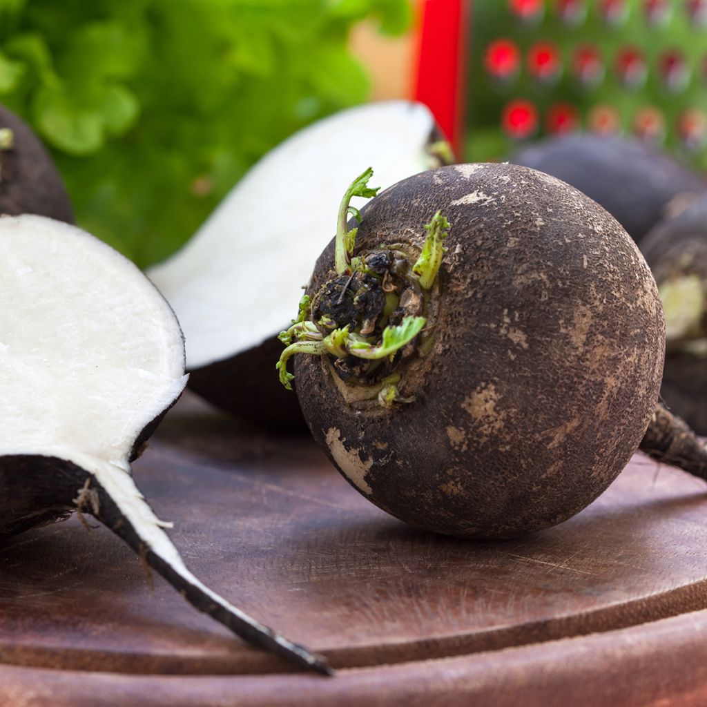 Ravanello Nero rapa tonda d'inverno