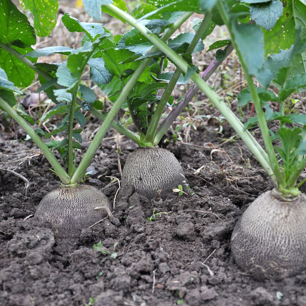 Ravanello Nero rapa tonda d'inverno