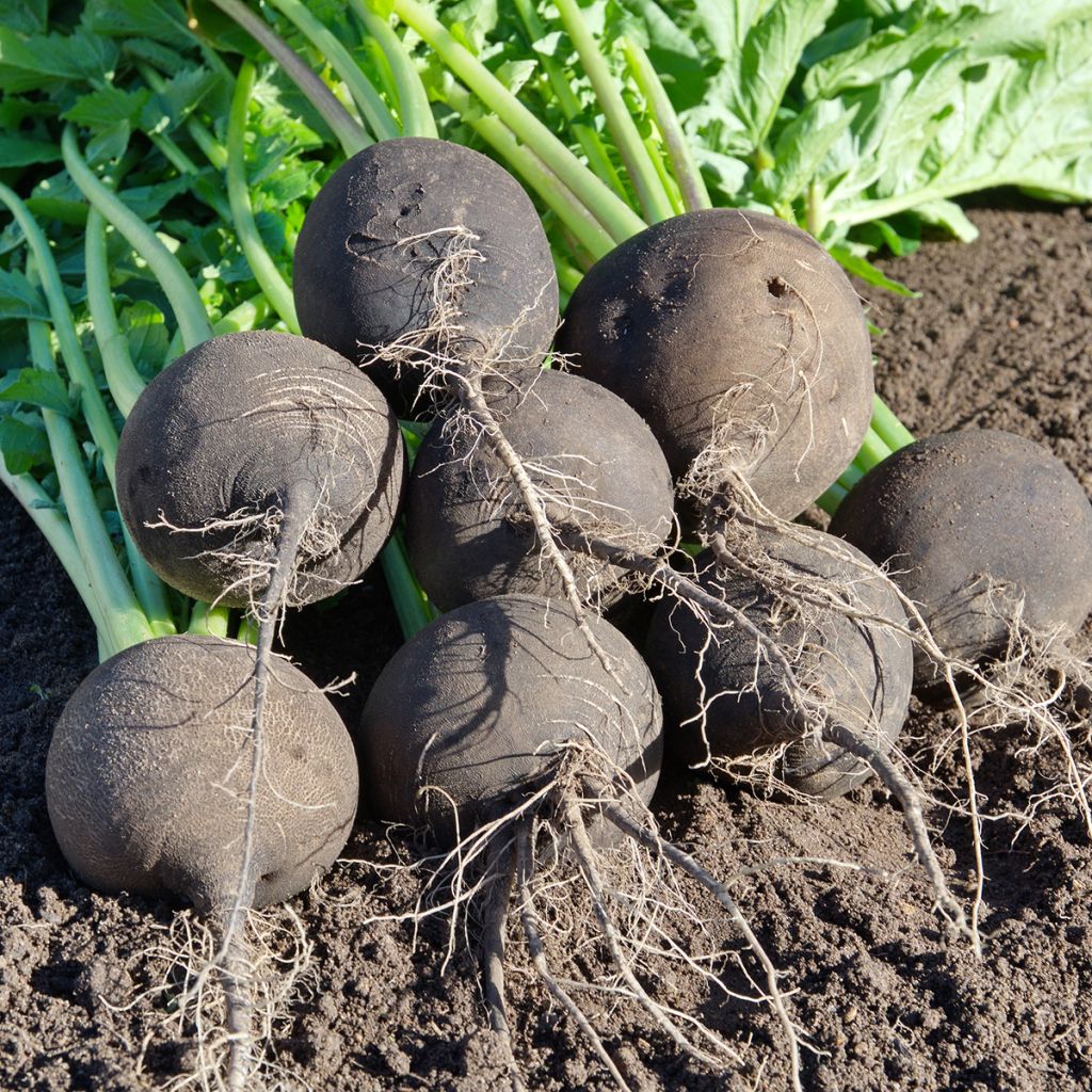 Ravanello Nero rapa tonda d'inverno