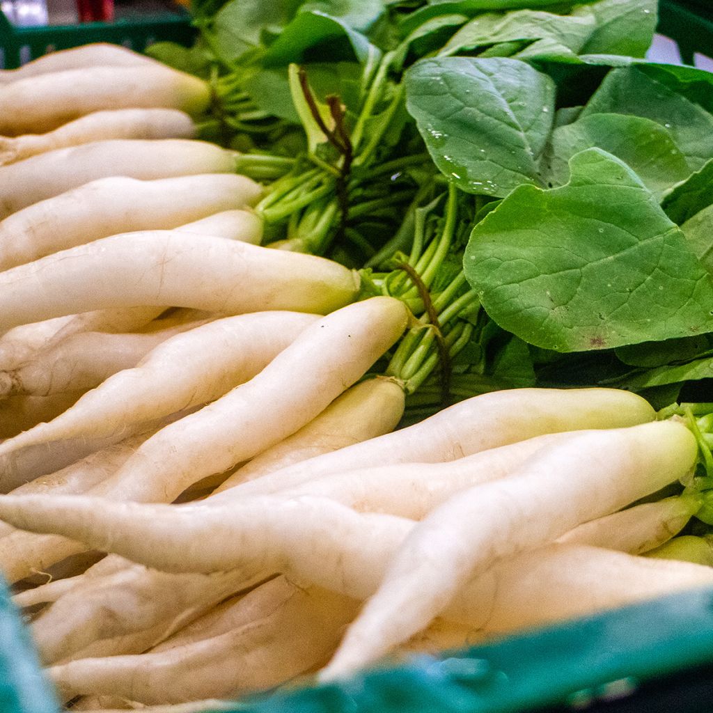 Ravanello Rave bianco trasparente