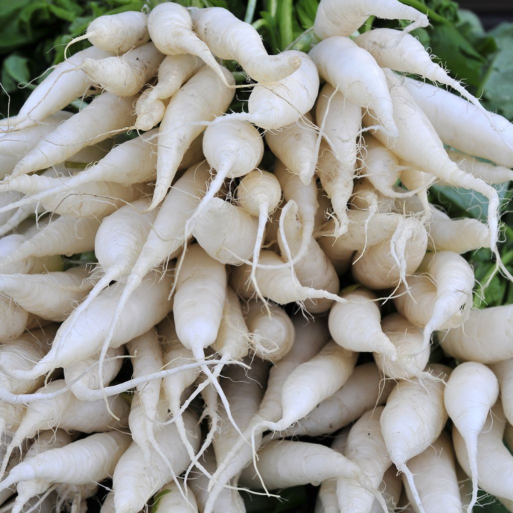 Ravanello Rave bianco trasparente