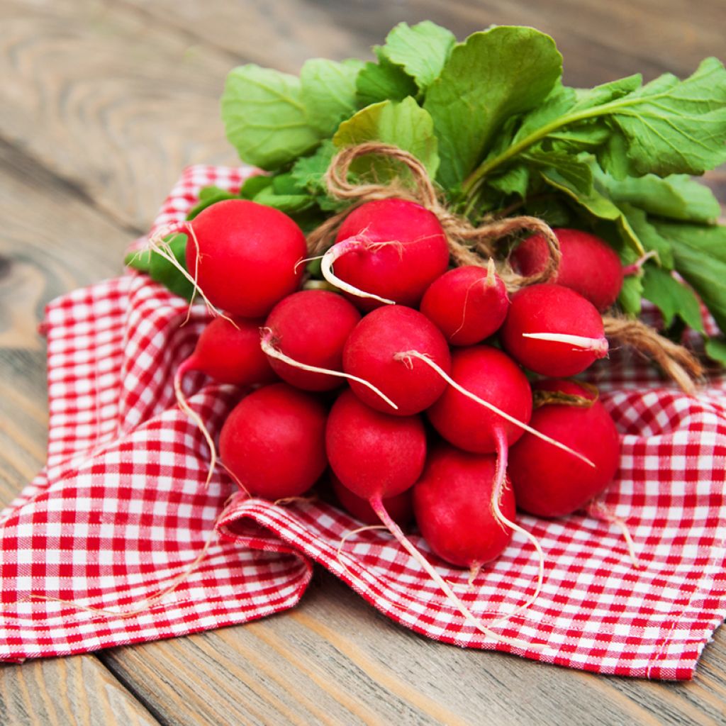 Ravanello Scarlet Globe