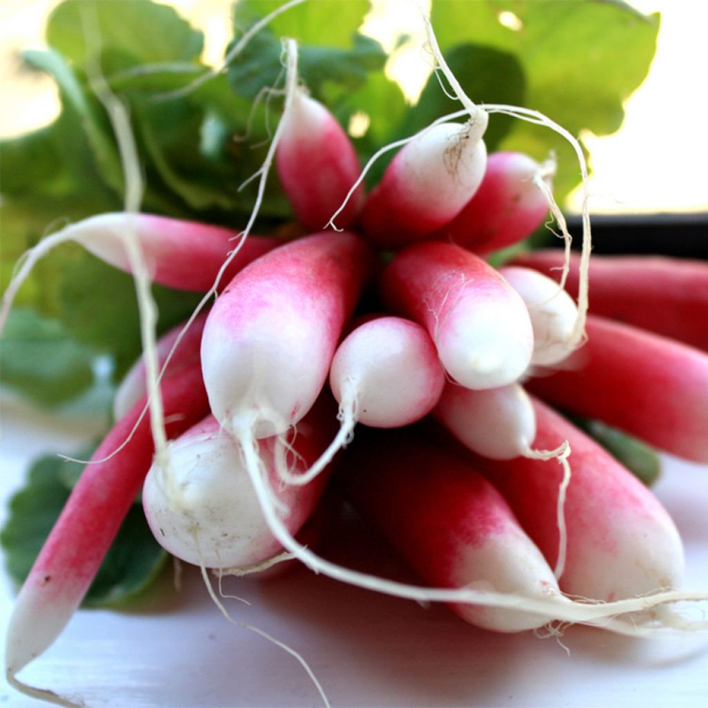 Ravanello dei 18 giorni Bio