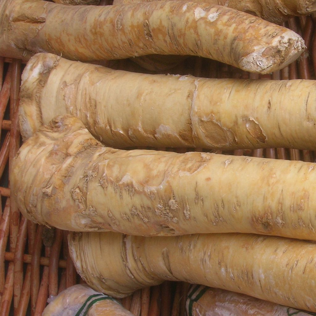 Armoracia rusticana (semi) - Cren