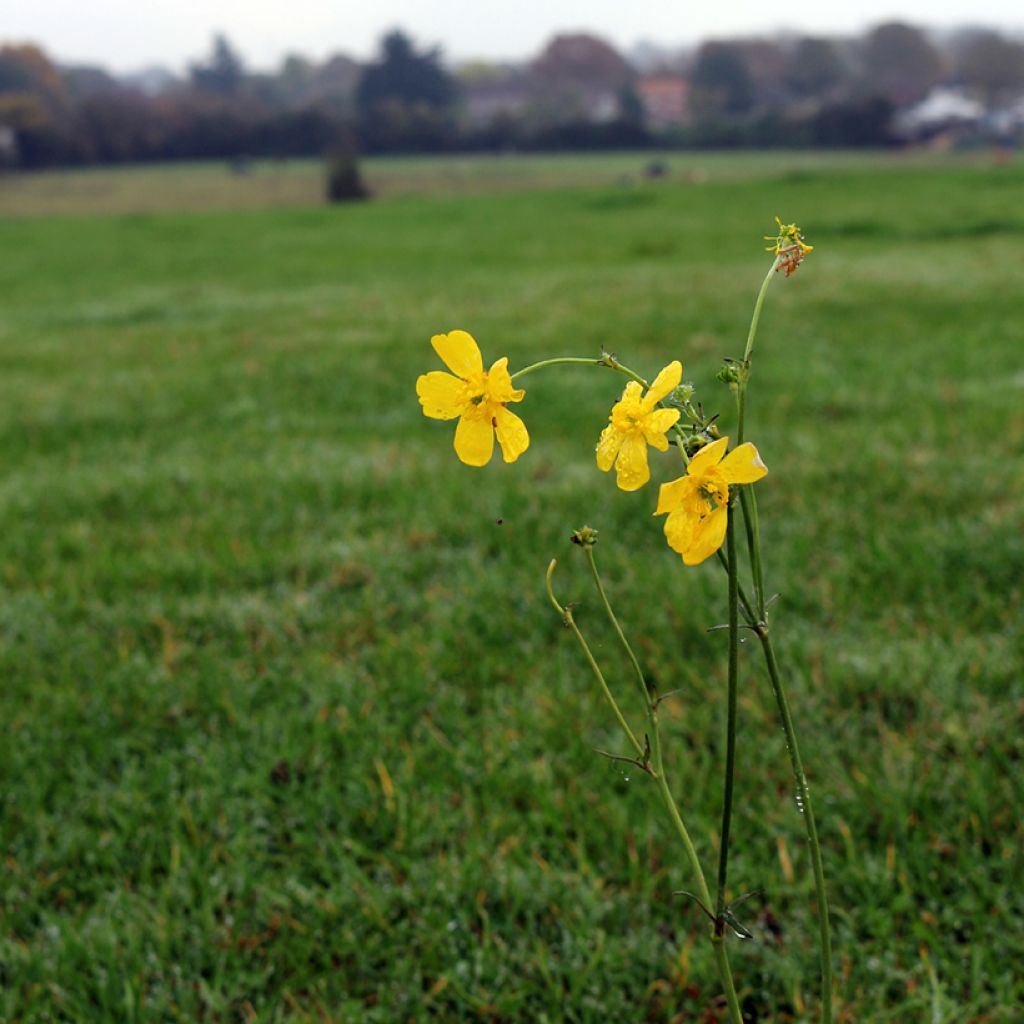 Ranunculus flammula - Ranuncolo delle passere