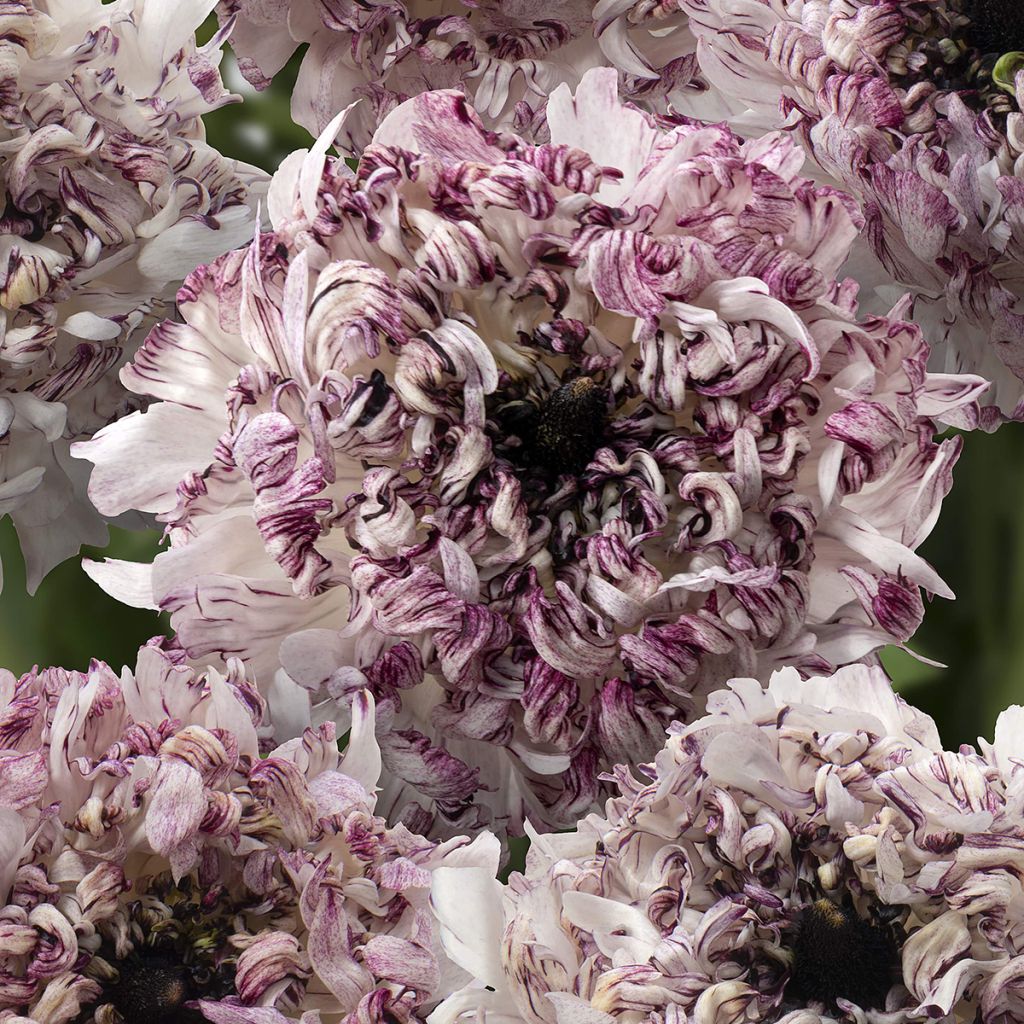 Ranuncolo asiatico Brushmark Seti – Ranunculus asiaticus