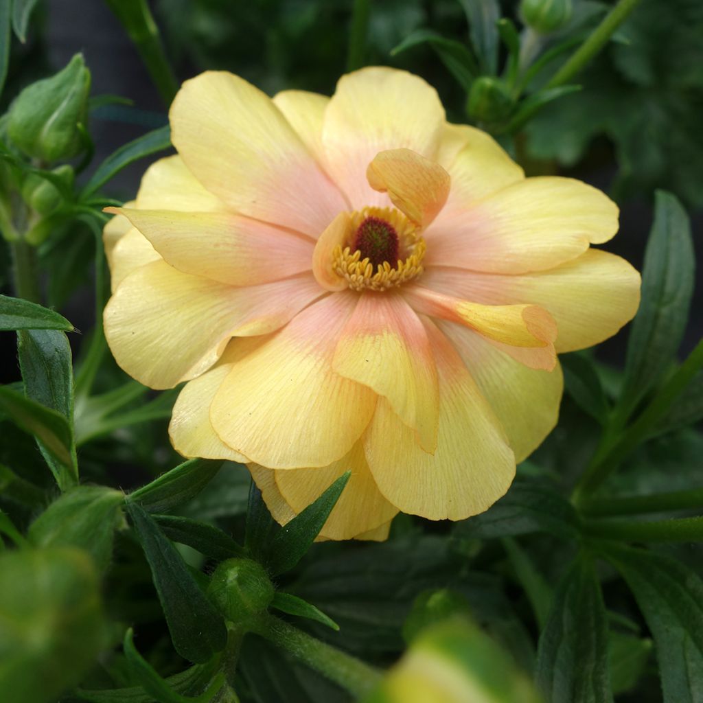 Ranuncolo asiatico Butterfly Dione – Ranunculus asiaticus
