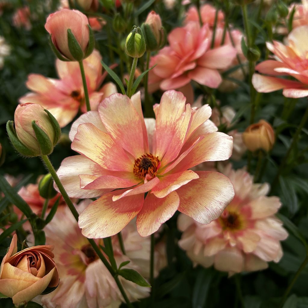 Ranuncolo asiatico Butterfly Eris – Ranunculus asiaticus