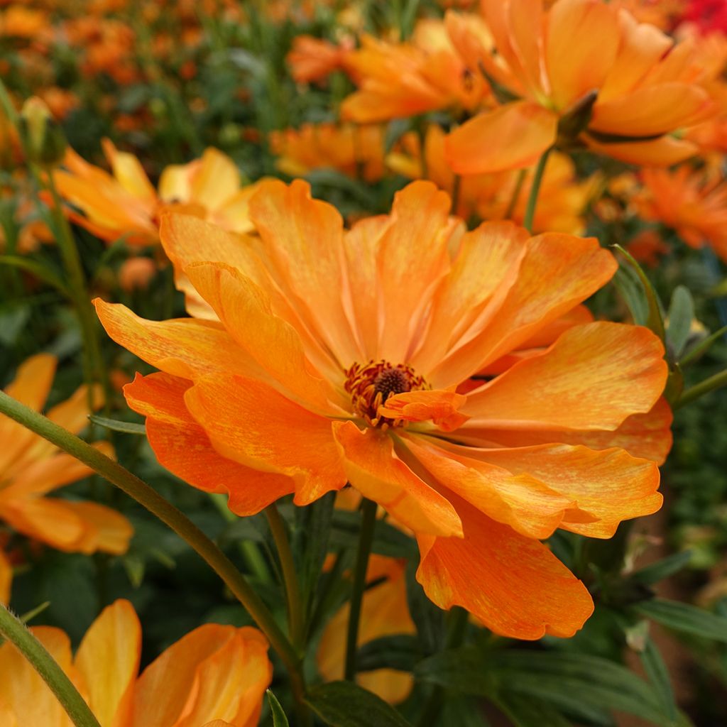 Ranuncolo asiatico Butterfly Galatea – Ranunculus asiaticus