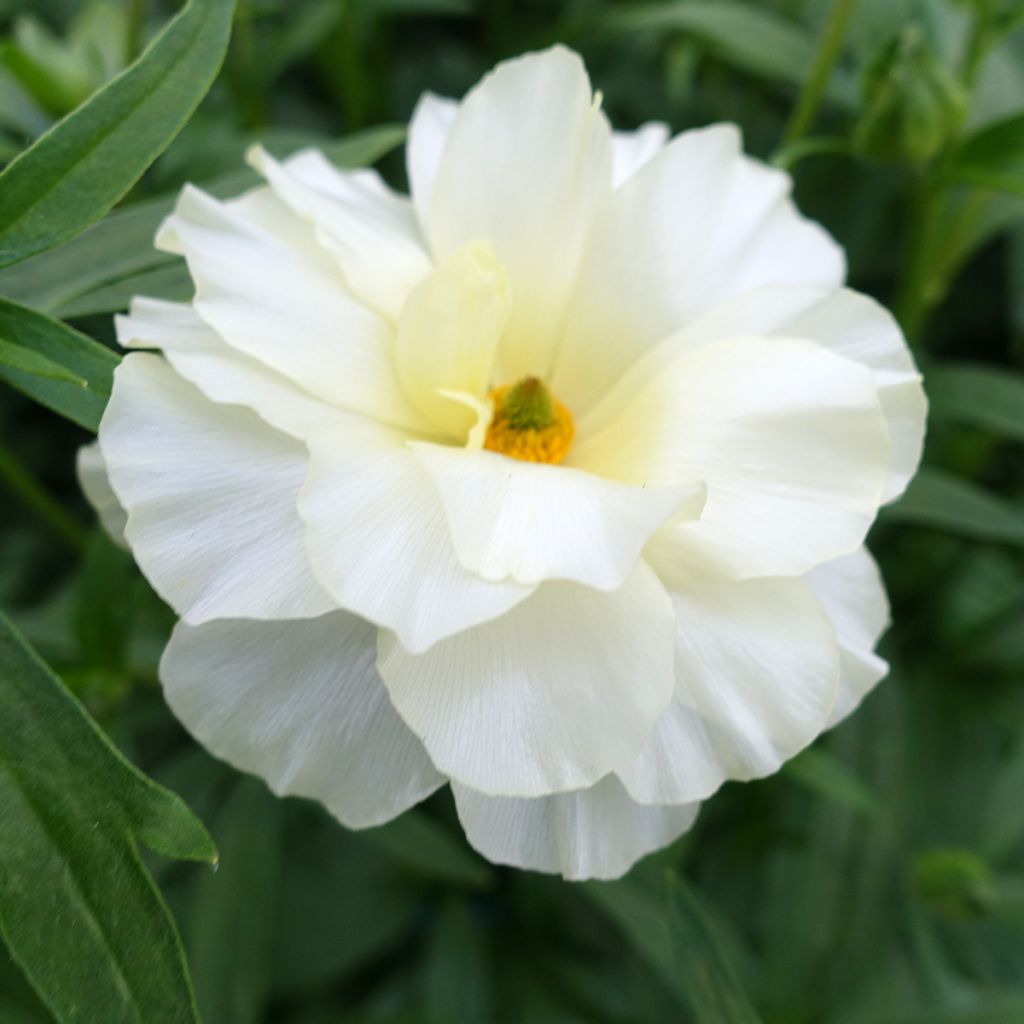 Ranuncolo asiatico Butterfly Graces – Ranunculus asiaticus