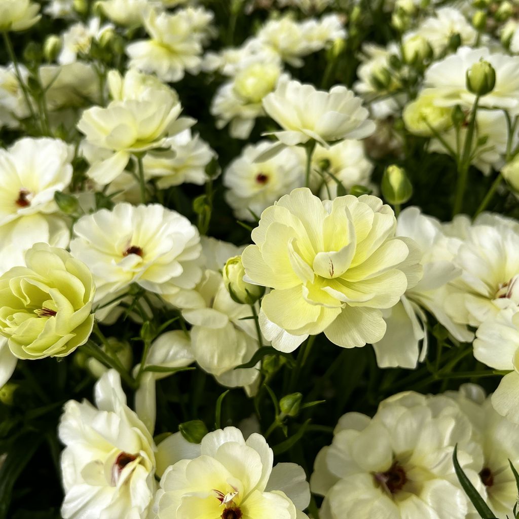 Ranuncolo asiatico Butterfly Ninos – Ranunculus asiaticus