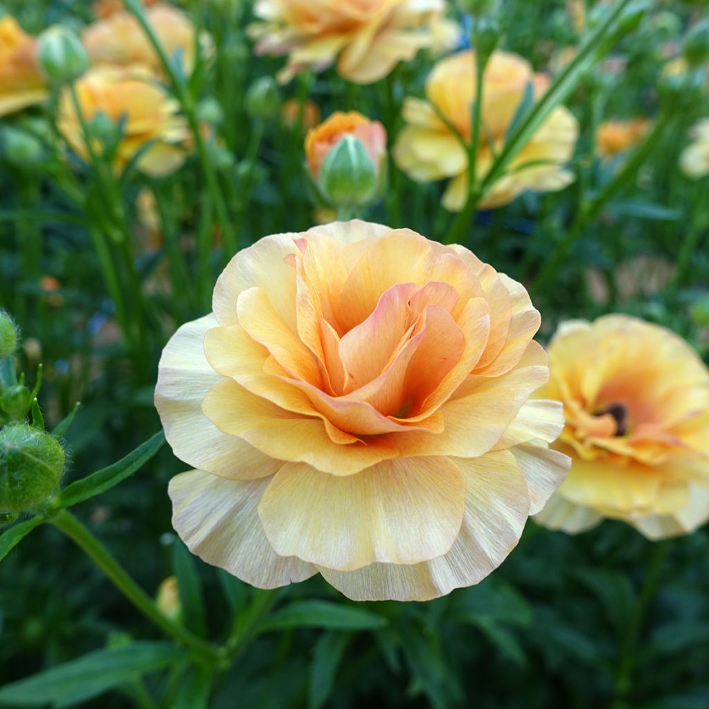 Ranuncolo asiatico Butterfly Vestalis – Ranunculus asiaticus