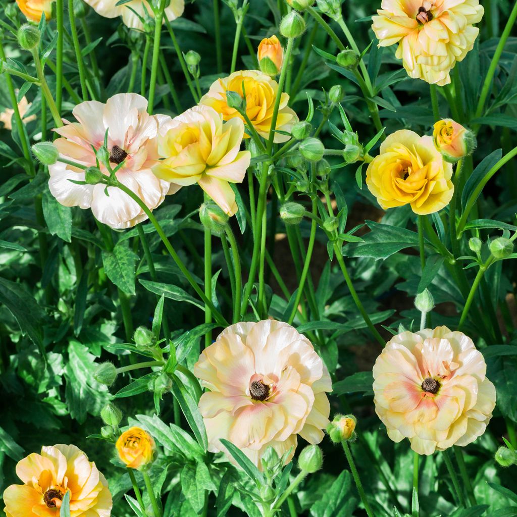 Ranuncolo asiatico Butterfly Vestalis – Ranunculus asiaticus