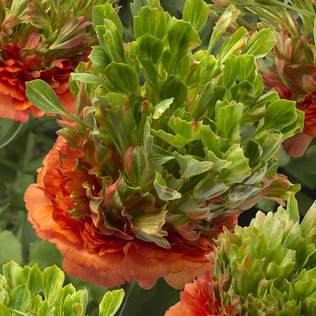 Ranuncolo asiatico Crown Nervion – Ranunculus asiaticus