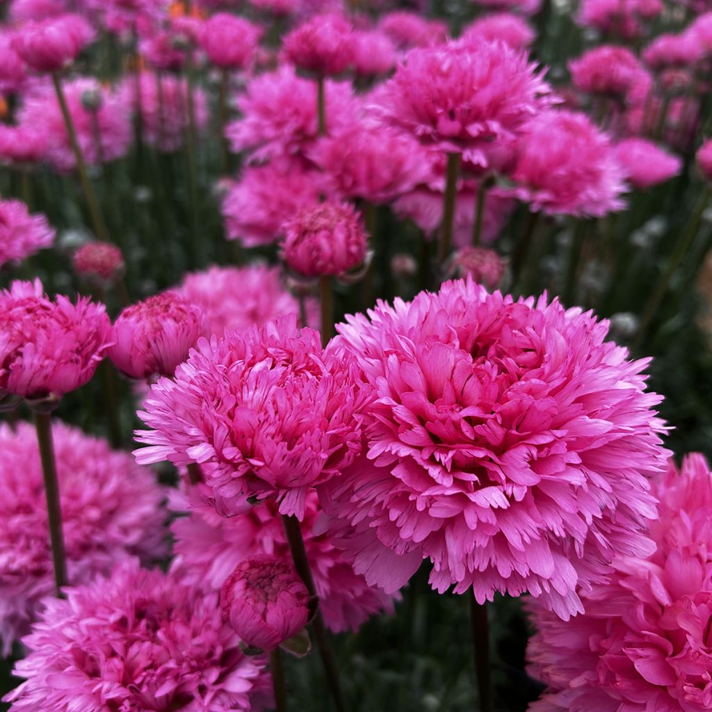 Ranuncolo asiatico Poodle Ramlia – Ranunculus asiaticus
