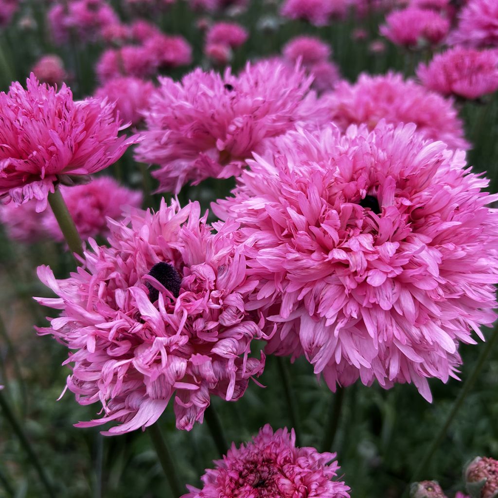 Ranuncolo asiatico Poodle Ramlia – Ranunculus asiaticus