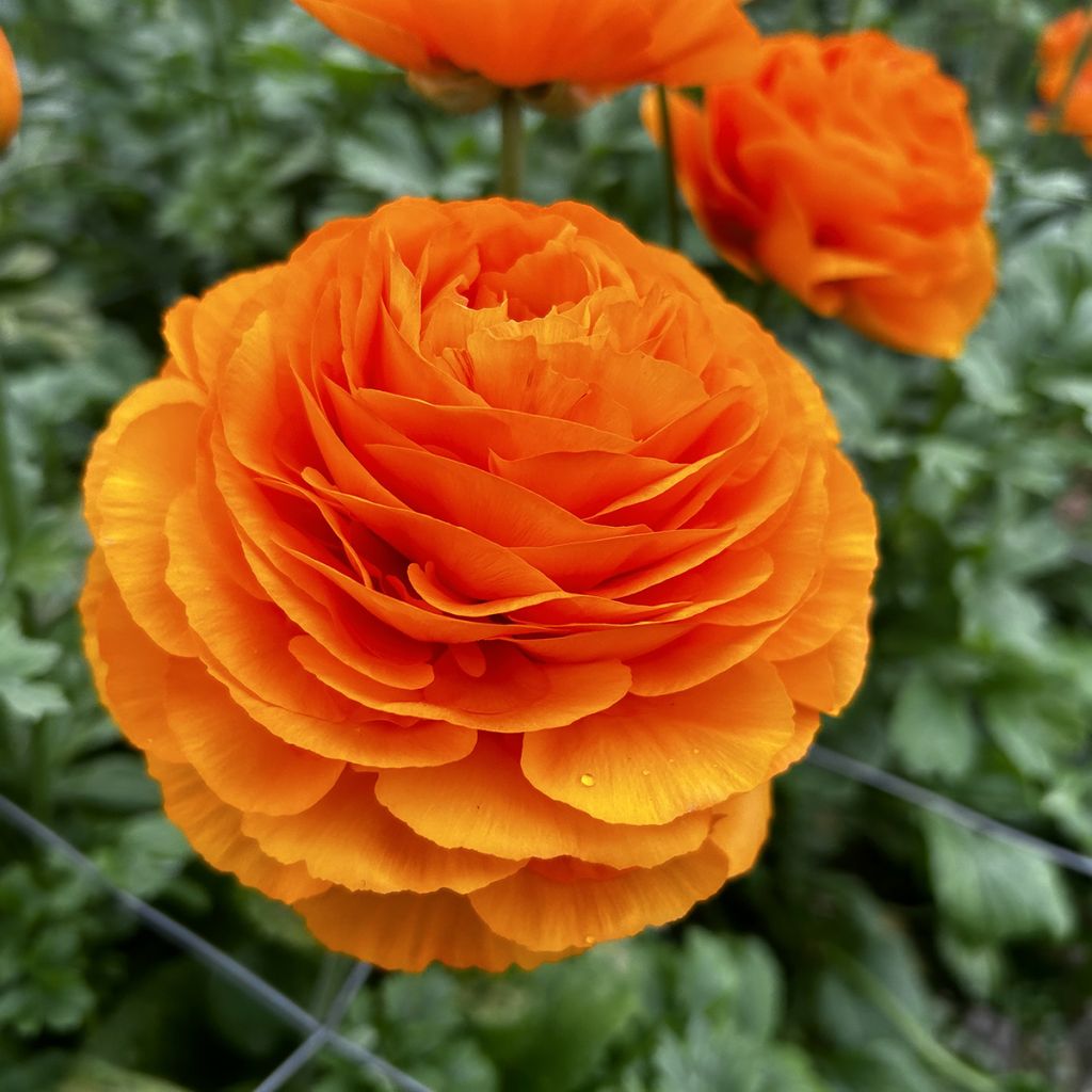 Ranuncolo asiatico Romance Digne – Ranunculus asiaticus
