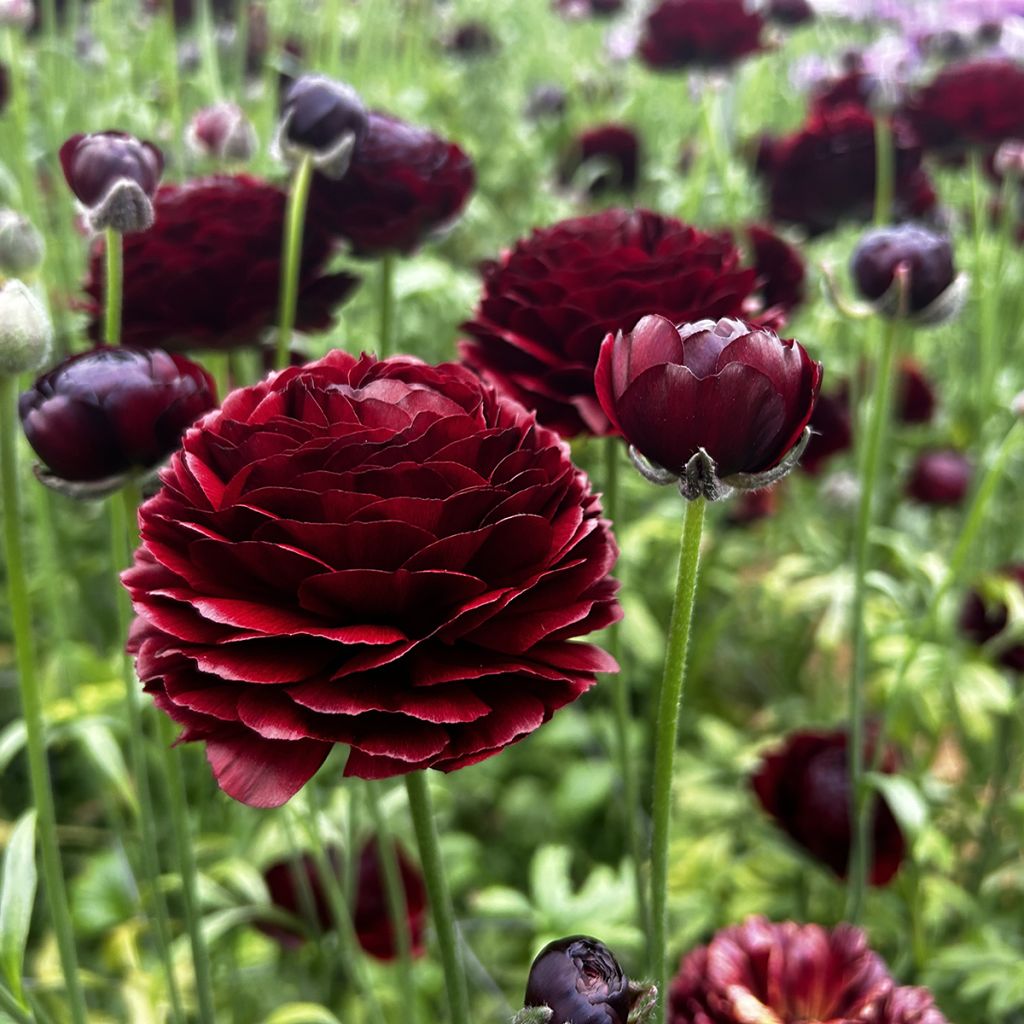 Ranuncolo asiatico Romance Perigord – Ranunculus asiaticus