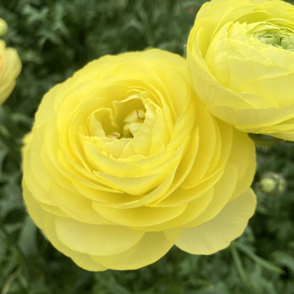Ranuncolo asiatico Romance Quimper – Ranunculus asiaticus
