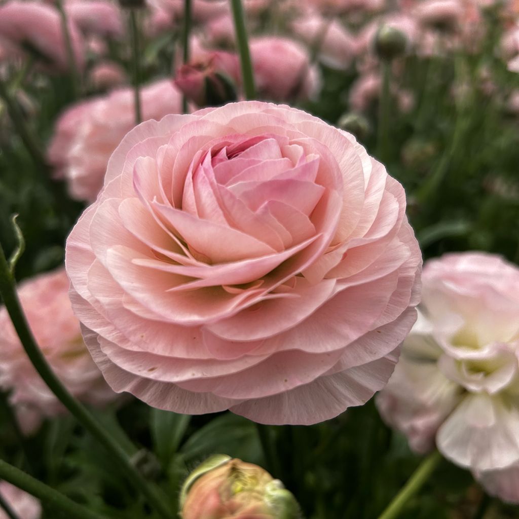 Ranuncolo asiatico Romance Seine – Ranunculus asiaticus