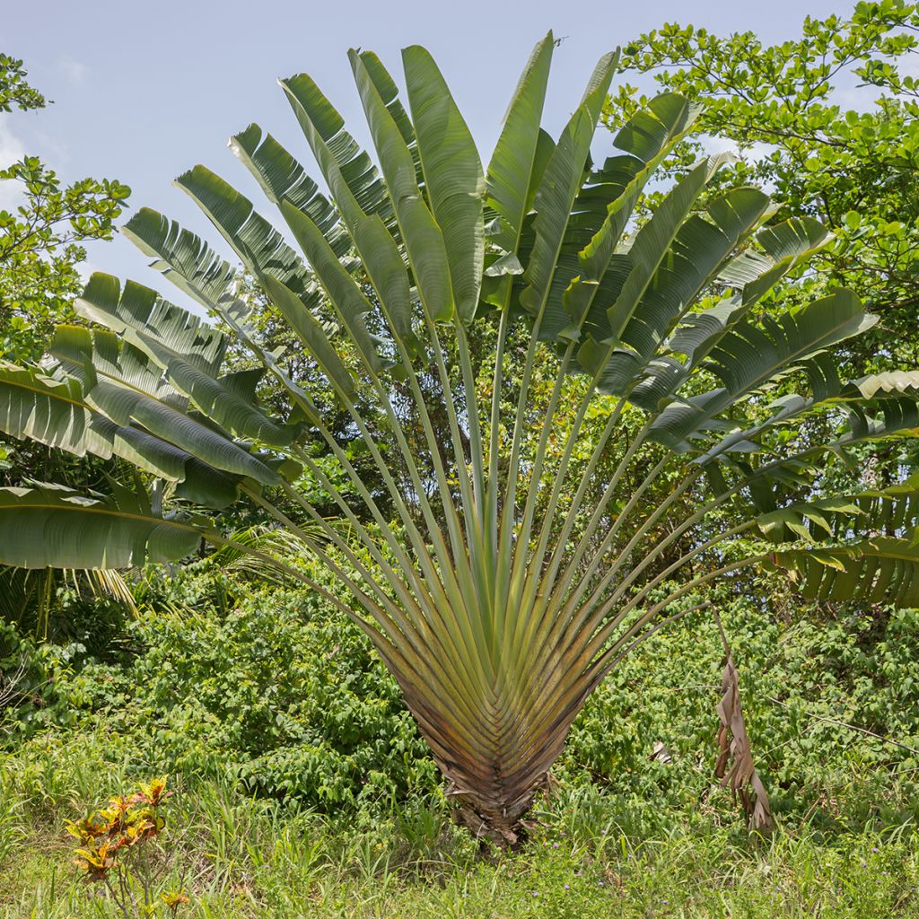 Ravenala madagascariensis (semi) - Palma del viaggiatore