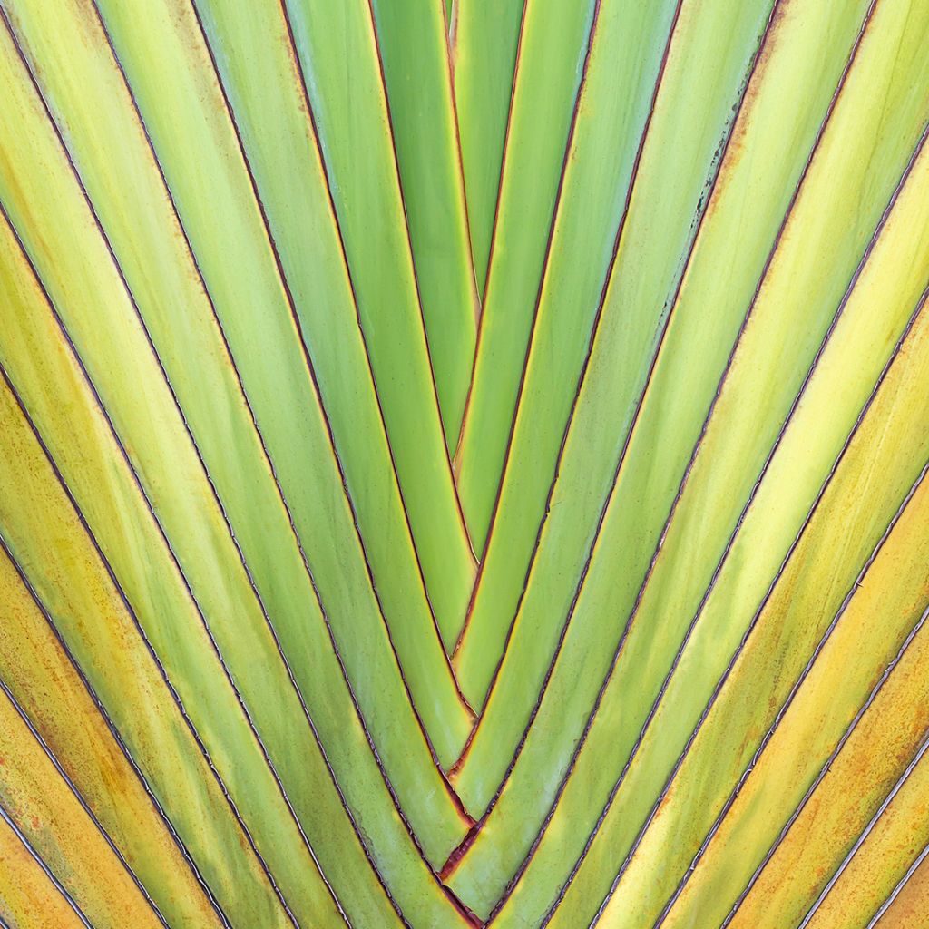 Ravenala madagascariensis (semi) - Palma del viaggiatore