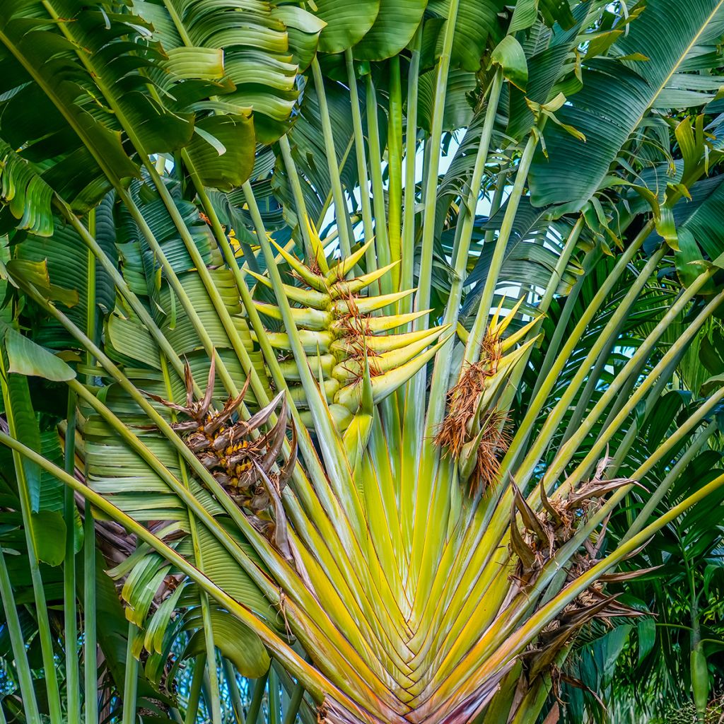 Ravenala madagascariensis (semi) - Palma del viaggiatore