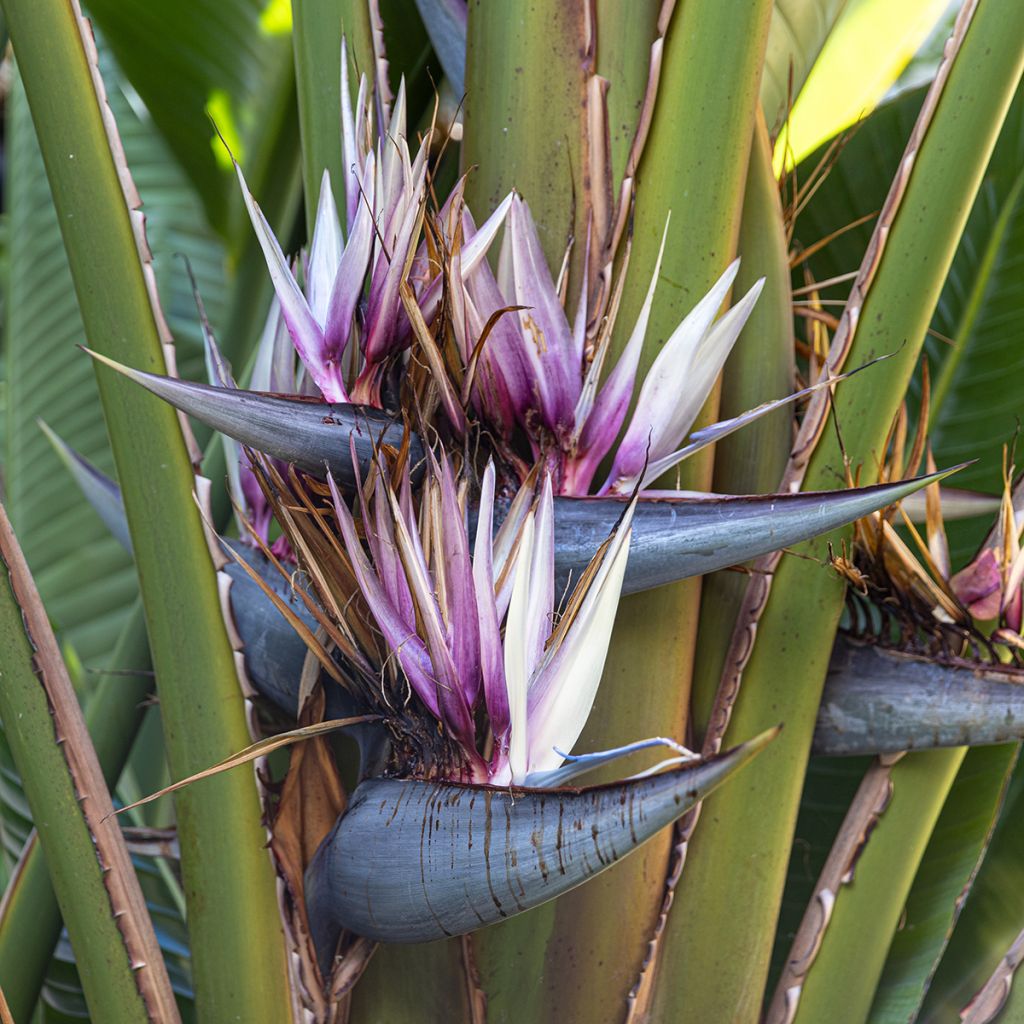 Ravenala madagascariensis (semi) - Palma del viaggiatore
