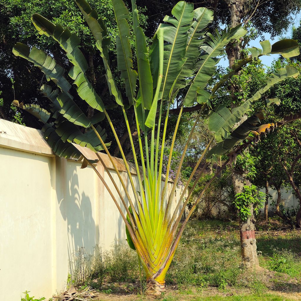 Ravenala madagascariensis (semi) - Palma del viaggiatore