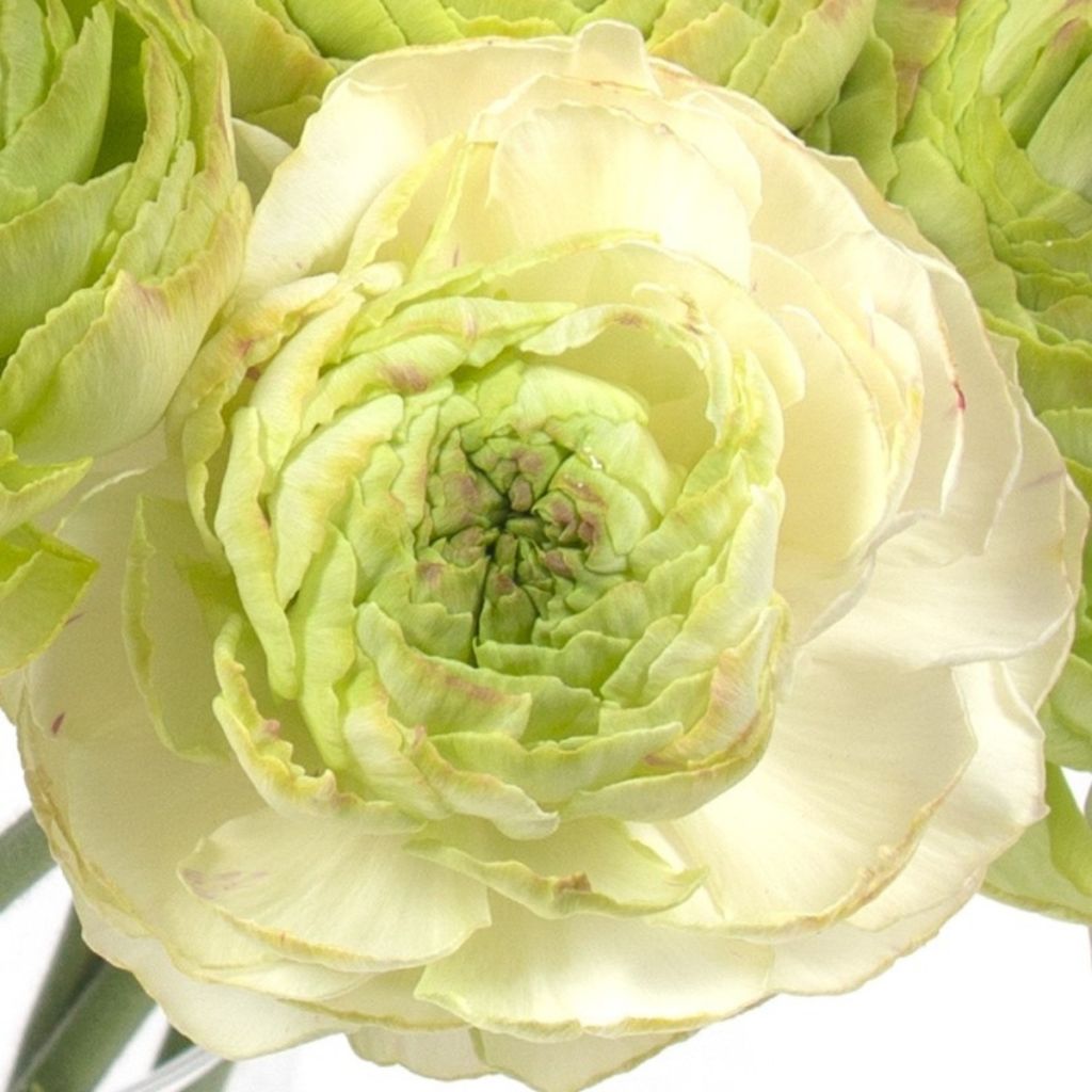 Ranuncolo asiatico Supreme Light Green – Ranunculus asiaticus