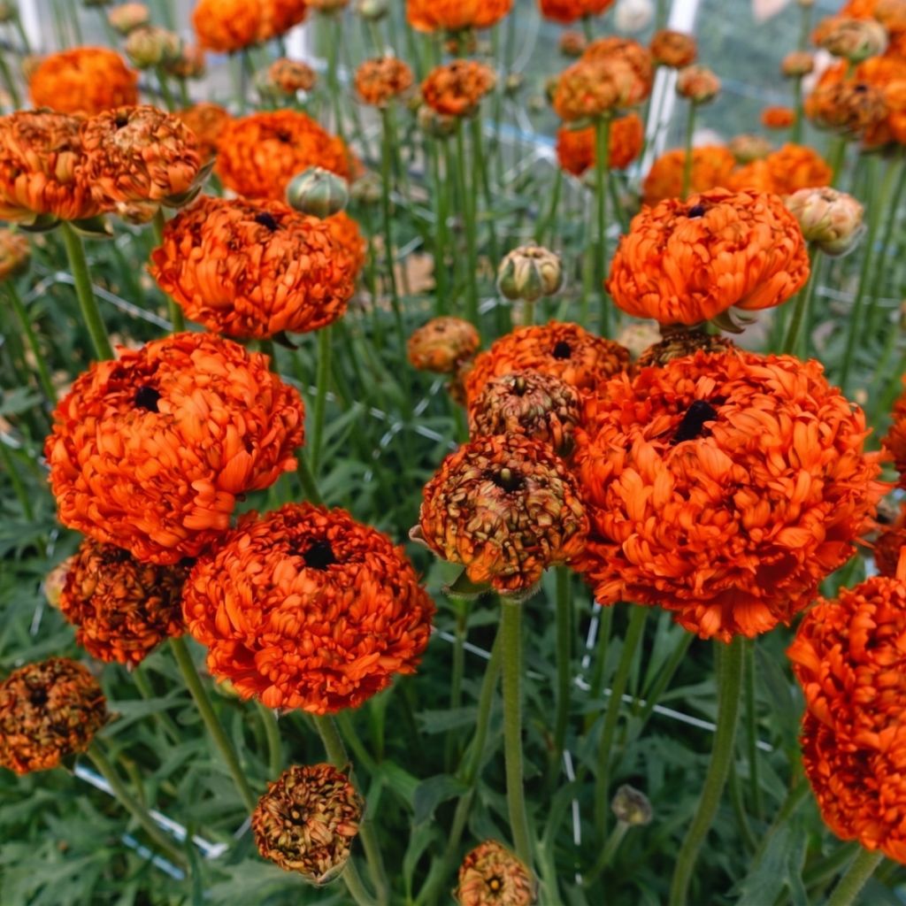Ranuncolo asiatico Poodle Mudassar – Ranunculus asiaticus