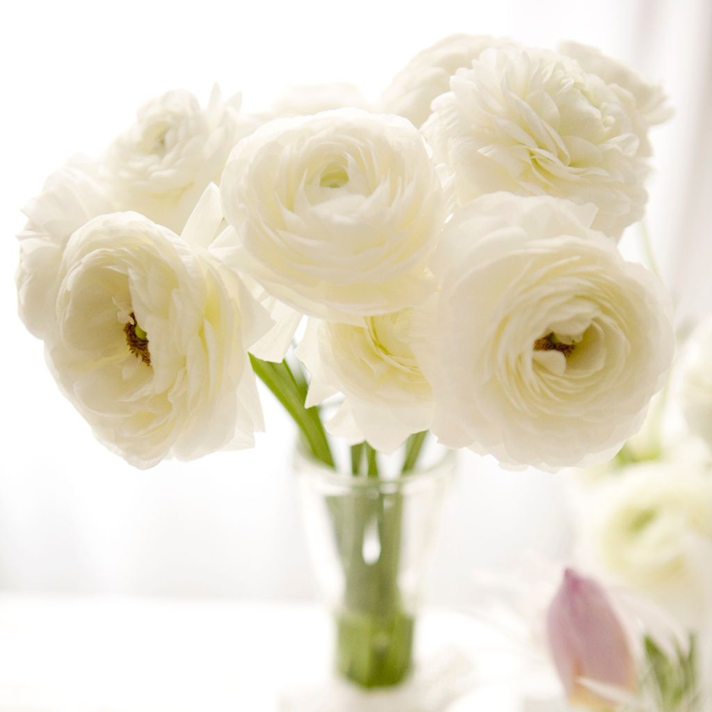 Ranuncolo Vortex F1 White