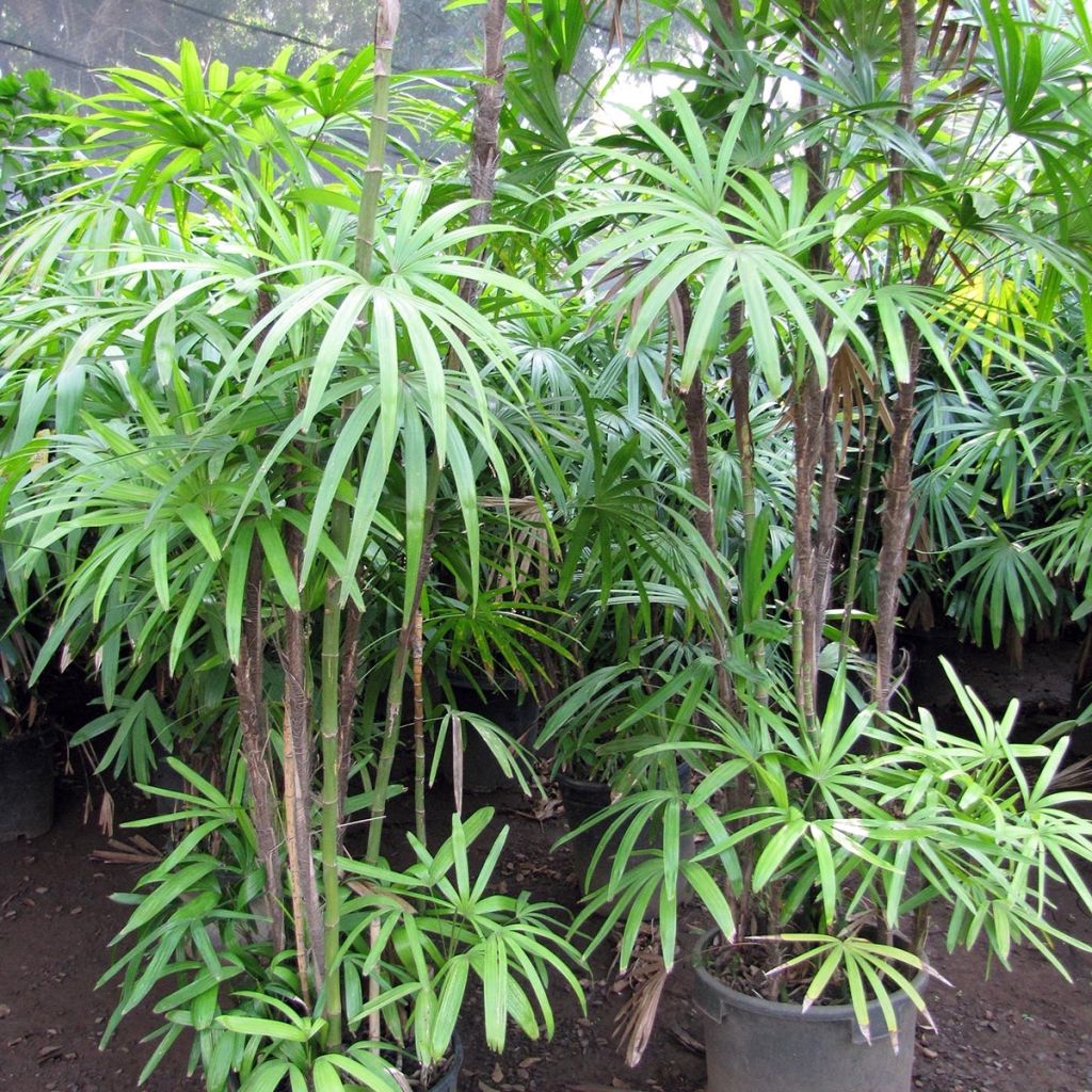 Rhapis excelsa