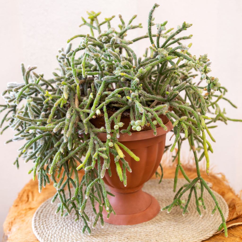 Rhipsalis baccifera subsp. horrida