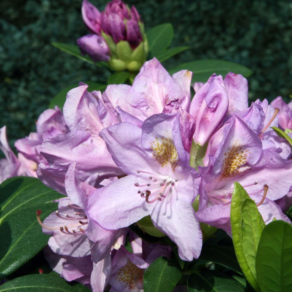Rhododendron catawbiense Grandiflorum