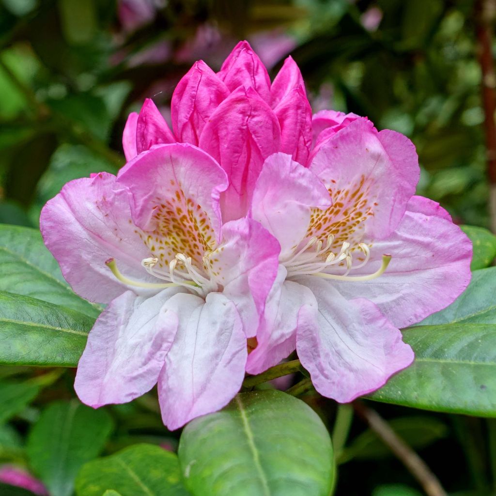 Rhododendron INKARHO Brigitte