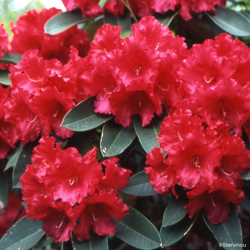 Rhododendron Markeeta's Prize