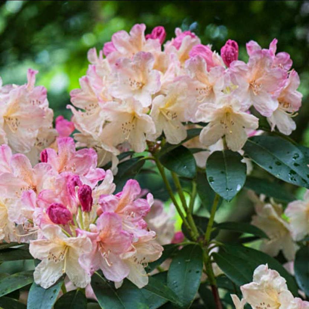 Rhododendron yakushimanum Percy Wiseman