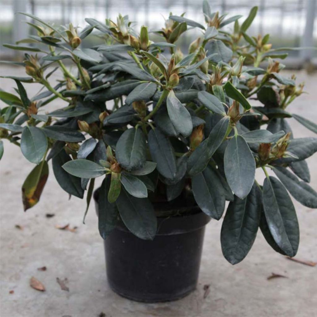 Rhododendron yakushimanum Percy Wiseman