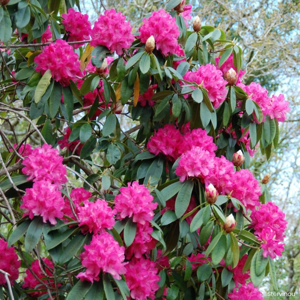 Rhododendron Souvenir de J. Broughton