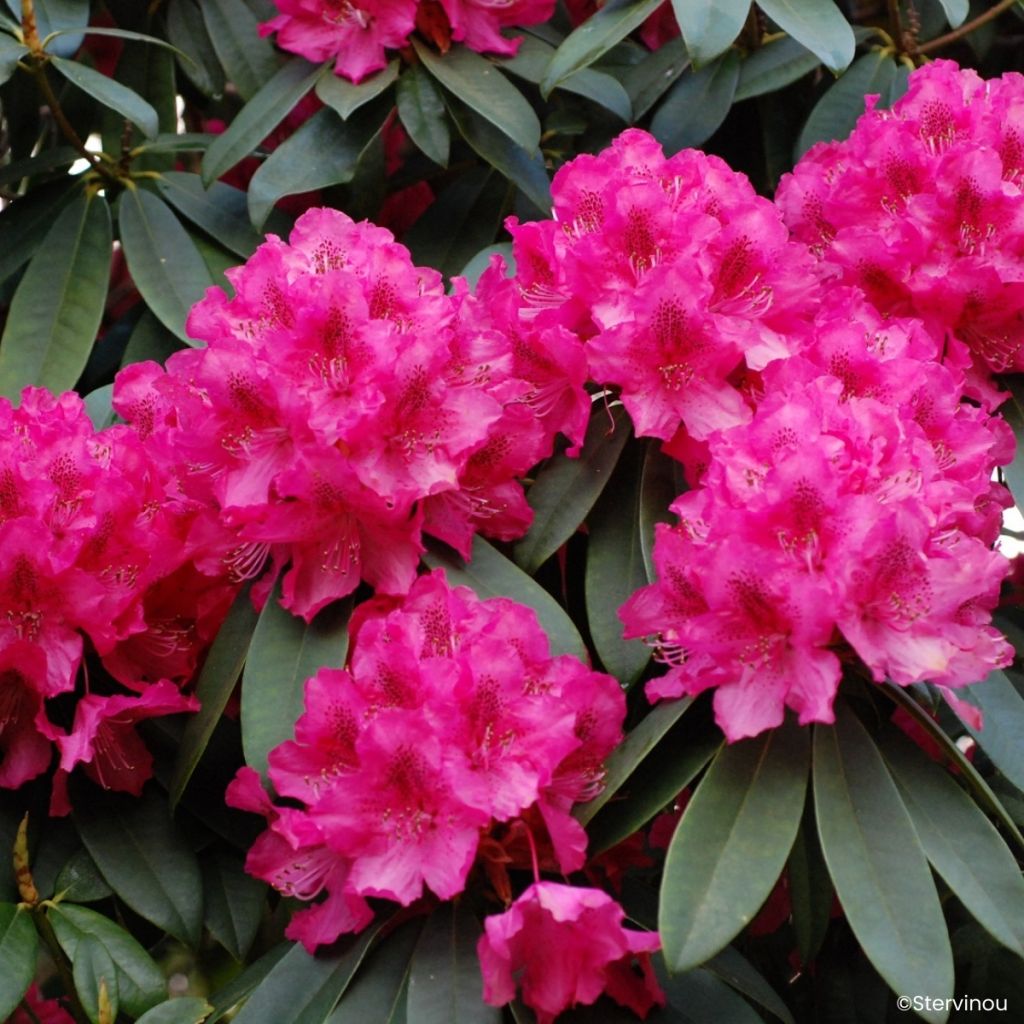 Rhododendron Souvenir de J. Broughton